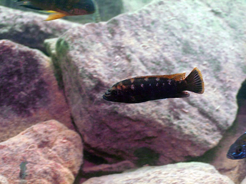 Melanochromis baliodigma 'Gome'